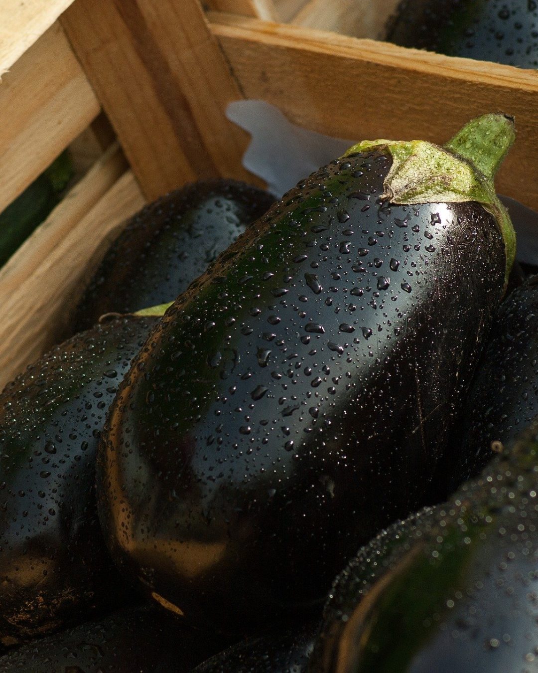 aubergine